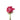rose-hot_pink-pink_floyd-1