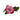 rose-lavender-deep_purple-3