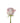 rose-lavender-ocean_song-1