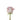 rose-lavender-ocean_song-1