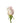 rose-light_pink-nena-1
