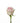 rose-light_pink-nena-2