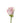 rose-light_pink-rosita_vendela-1
