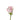rose-light_pink-rosita_vendela-1
