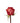 rose-orange-high_and_orange_magic-1