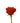 rose-orange-nina-2