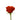 rose-orange-nina-2