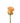 rose-orange-orange_unique-1