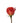 rose-orange-santana-1