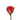 rose-orange-santana-1