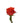 rose-orange-santana-2