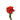 rose-orange-santana-2
