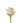 rose-peach-tiffany-1