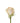 rose-peach-tiffany-2