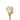 rose-peach-tiffany-2