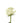 rose-white-mondial-1
