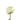 rose-white-mondial-1
