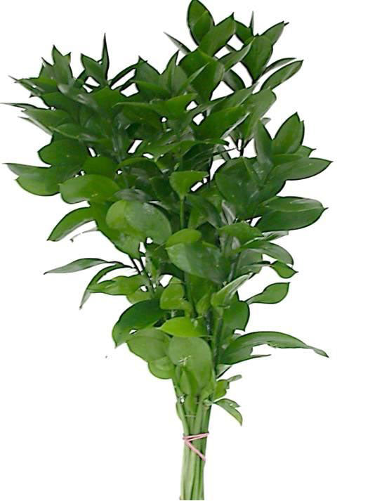 Ruscus Israeli – Charlotte Flower Market