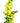 snapdragon-yellow