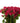 spray_rose-hot_pink-1