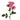 spray_rose-lavender-3