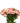spray_rose-pink-1