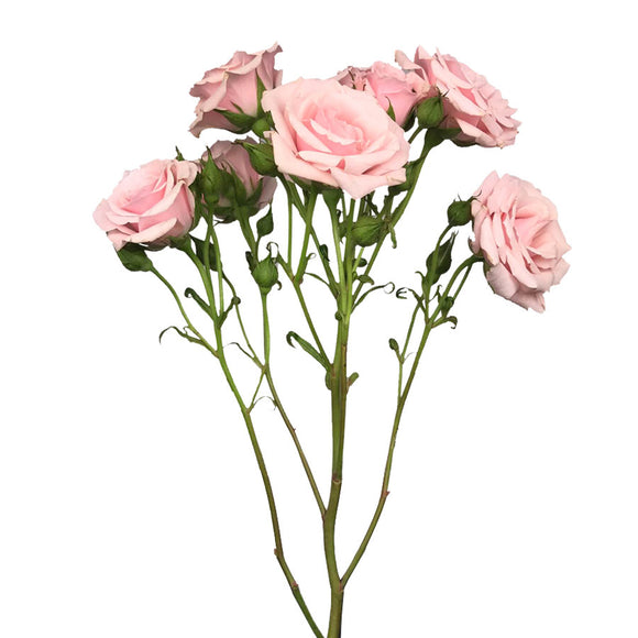 Spray Rose, Pink – Lovingly Charlotte Flower Market