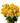 spray_rose-yellow-1