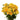 spray_rose-yellow-1