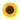 sunflower-large