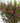 waxflower-purple