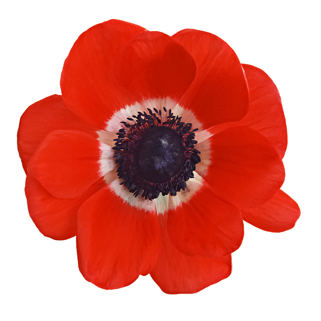 Anemone, Red