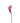 Calla Lily Mini, Dark Pink