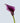 Calla Lily Mini, Purple