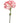 Carnation, White / Red
