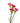 Carnation Mini, Hot Pink