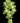 Cymbidium Orchid, Green