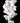 Cymbidium Orchid Mini, White