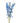 Delphinium, Light Blue