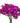Dianthus, Purple