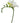 Freesia, White
