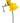 Freesia, Yellow