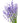 Fresh Lavender