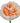 Garden Rose David Austin, Peach