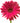 Gerber Daisy, Hot Pink