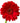 Gerber Daisy, Red
