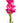 Gladiola, Dark Pink