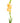 Gladiola, Peach