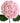 Hydrangea JUMBO, Pink