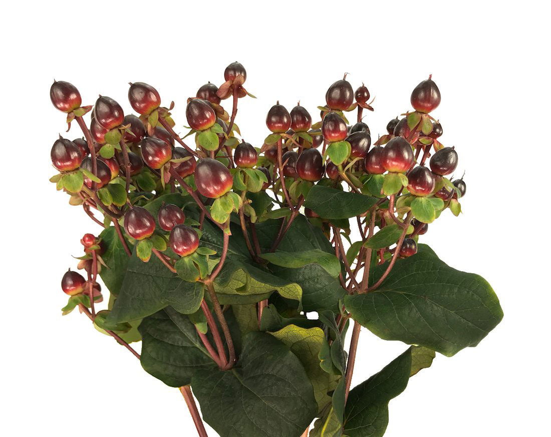 Hypericum Berry, Burgundy – Charlotte Flower Market